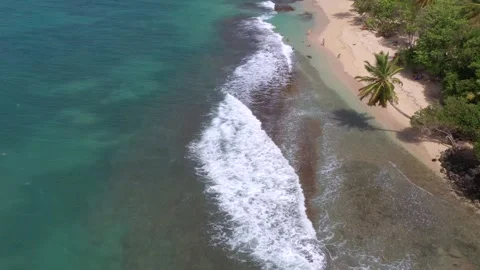 Drone View of Tropical Beach with Waves, Rocks and Leaning Palm – Martinique Stock Footage 317649800