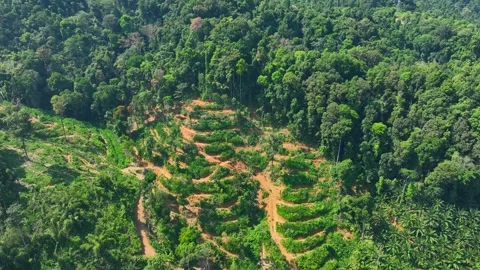 Drone view of tropical forest cleared for agriculture. Stock-Footage 332826698