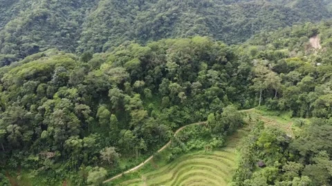 Drone view tropical forest located in the Philippines Stock Footage 243903148