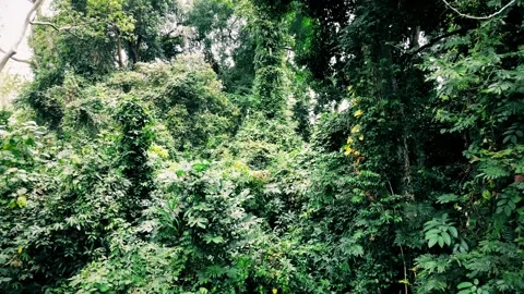 Drone View of Tropical Forest. Wilderness natural background Stock Footage 277594487