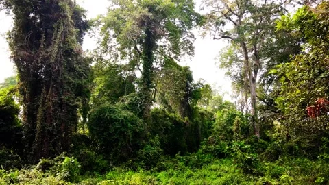 Drone View of Tropical Forest. Wilderness natural background Stock Footage 277594585