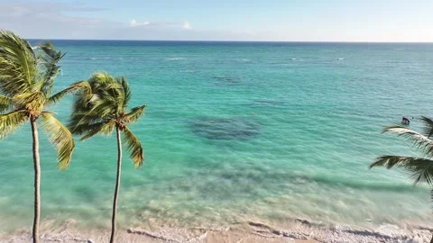 A drone view of the tropical palm trees with coconuts and the ocean in the backg Stock Footage 300596999
