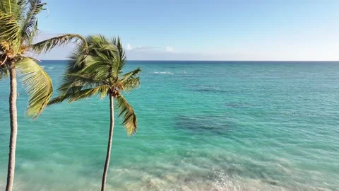 A drone view of the tropical palm trees with coconuts and the ocean in the backg Stock-Footage 300598479