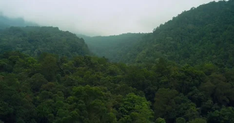 Drone View of Tropical Rainforest Under Morning Haze Stock Footage 329111928