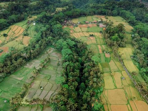 Drone view of tropical rice fields with palm trees and village houses in a .. Foto stock