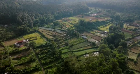 Drone view of tropical vegetable farm in mountains in Southeast Asia Stock Footage 241421331