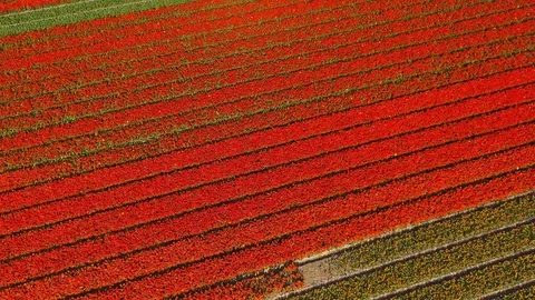 Drone view of a tulip field in a geometric and amazing environment, Netherlands. Video stock 125055474