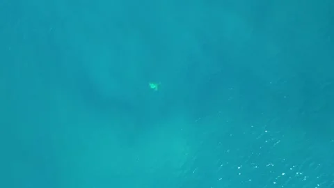 Drone view of turtle underwater Stock Footage 257241260