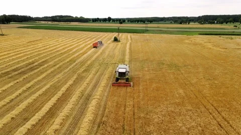 Drone view of two modern combine harvesters reaping wheat near road Video stock 201969024