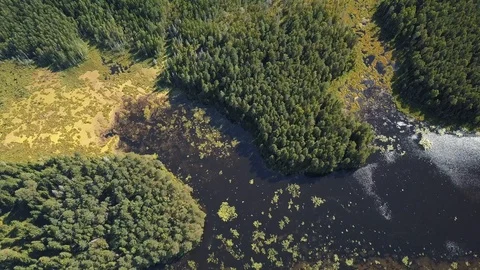 Drone view under forest lake Stockbeeldmateriaal 105275279