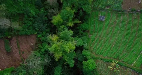 Drone view of the Valley on the slopes of Mount Sumbing Stock Footage 155109275