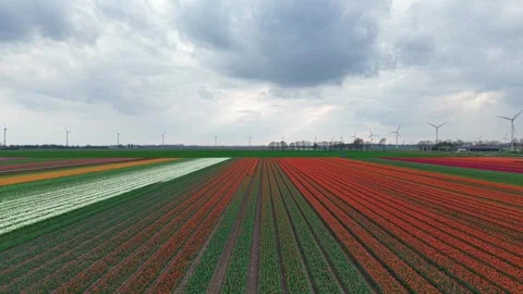 Drone view of vibrant tulip fields in the Netherlands. Stock Footage 307104697
