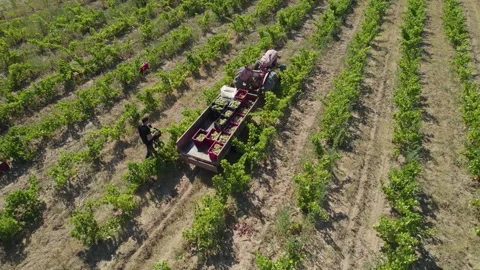 Drone view video of a tractor in a vineyard field Stock Footage 206689800