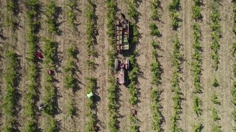 Drone view video of a tractor in a vineyard field and some people working Stockbeeldmateriaal 219006650