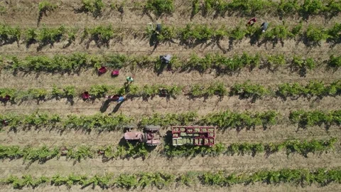 Drone view video of a tractor in a vineyard field and some people working Stock Footage 227177167