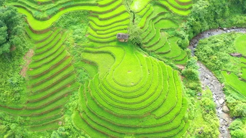 Drone view Vietnam rice fields in season ,Mu cang chai Vídeos de archivo 262726730