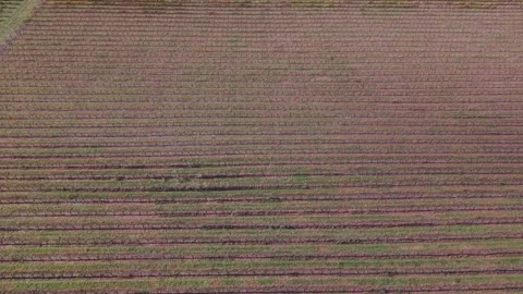 Drone view of vineyard before and after harvest. Stock Footage 338374156