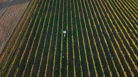Drone view of vineyard bird net removal in autumn. Stock Footage 338374095