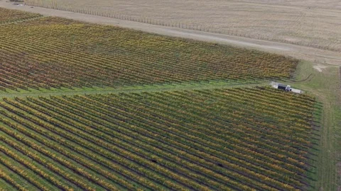 Drone view of vineyard during autumn harvest operations. Stock Footage 338374108