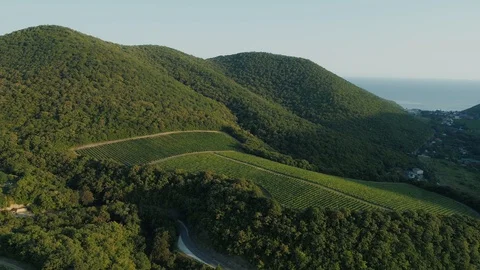Drone view vineyard in the hill Stock Footage 118020740