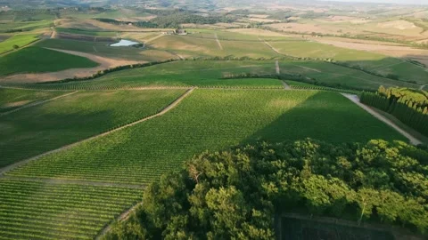 Drone view of vineyards in Italy Stock Footage 277843953