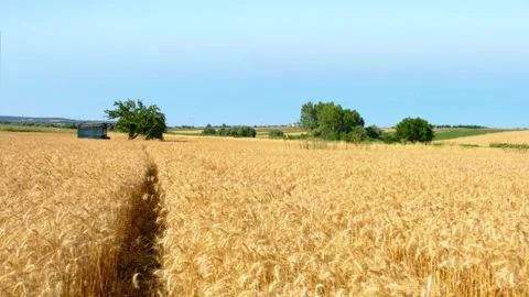 Drone View of Wheat Field with Isolated Trees, 4k Видео 314462208