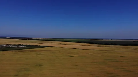 Drone view of the wheat fields. Stock Footage 111392025