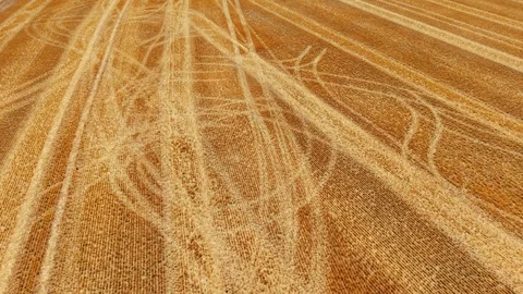 Drone view wheat stubble pattern. Post harvest field with combine and tractor Stock Footage 340553629