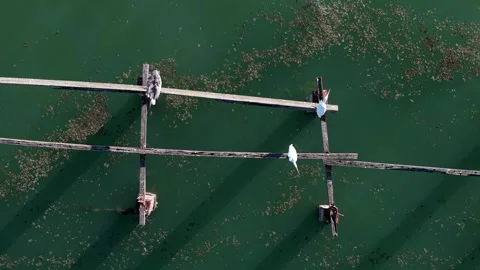 Drone View White Egret Perched on Wooden Structure Stock-Footage 329356384