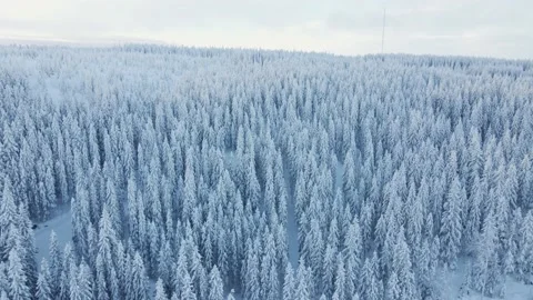 Drone view of a white forest after heavy snowfall. Stock Footage 146666706