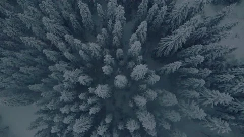 Drone view of a white forest in snowfall one late afternoon in Sweden. Stock Footage 146665275
