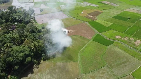 Drone View of White Smoke from Straw Burning Drifting Over Green Rice Fields Stock Footage 345945413