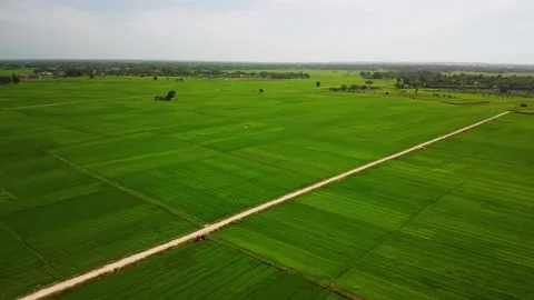 Drone view of a wide green paddy fields with a narrow dirt road at the center. Stock Footage 140944967
