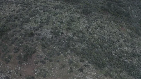 Drone view of wild deers in Spain Stock Footage 127053987