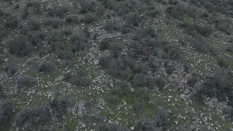 Drone view of wild deers in Spain Stock Footage 127054176