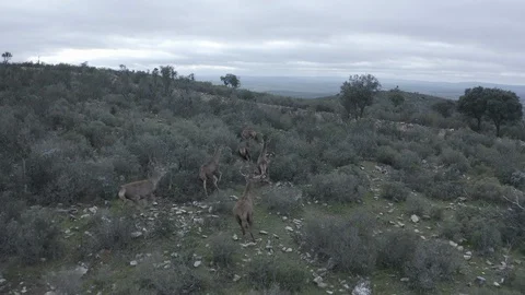 Drone view of wild deers in Spain Stock Footage 127054292