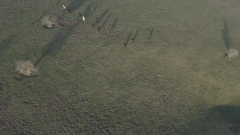 Drone view of wild horses during sunrise in Spain 4K Vídeos de archivo 126353518