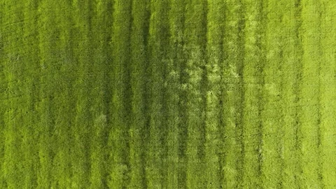 Drone View of Wind Sweeping Through a Vast Grassland Stock Footage 336799198