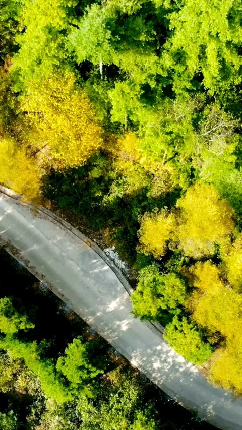 Drone view of winding road through dense green forest Video stock 331991843