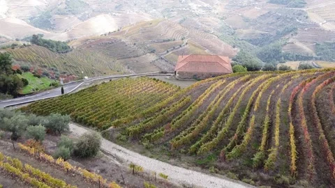Drone view, wine region in Douro valley in Portugal Stock Footage 166858137