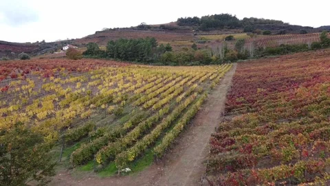Drone view, wine region in world Douro valley in Portugal Stock Footage 166858141