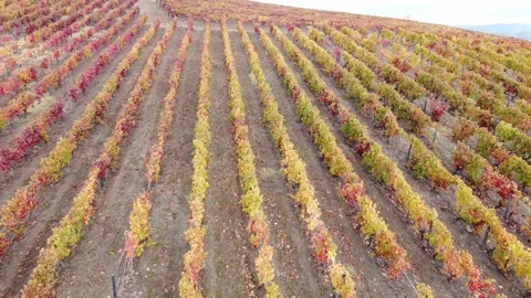 Drone view, wine region in world Douro valley in Portugal Stock Footage 166858146