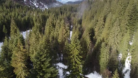 Drone View of Winter Evergreen Forest Covered in Snow Stock Footage 324565712