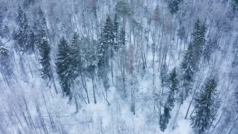 Drone view of a winter forest covered with frost and snow Stock Footage 327540058