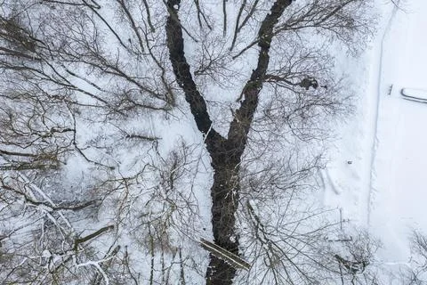 Drone view of winter forest landscape with a Y shaped river junction Stock Photos