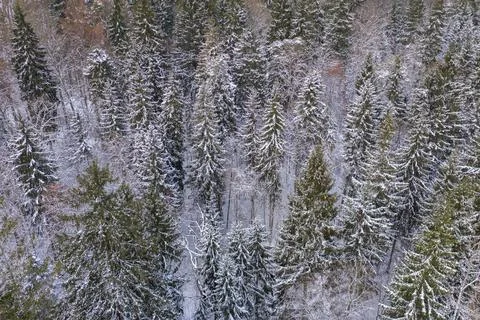 Drone view of winter forest Foto stock