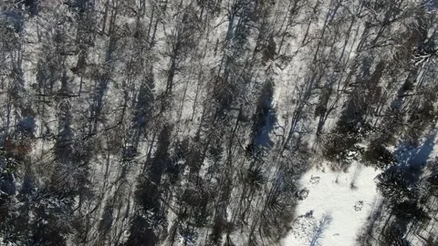 Drone view of the winter forest in the snowy mountains. Carpathians. Ukraine. Stock Footage 169396795