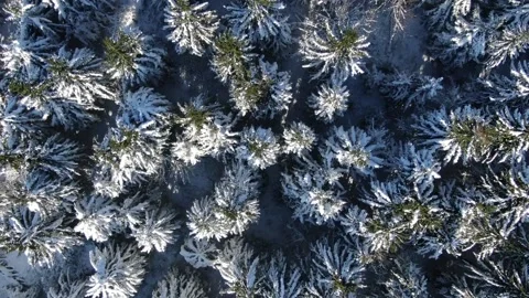 Drone view of the winter forest in the snowy mountains. Carpathians. Ukraine. Stock Footage 169396828