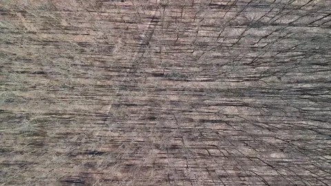 Drone view of winter forest in Zalakaros with bare trees and shadows below Stock Footage 339770689