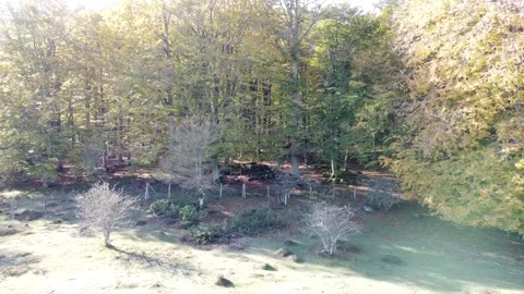 Drone view into the woods 库存影片 232127335